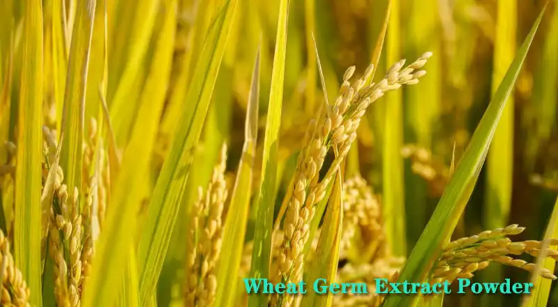 Wheat Germ Extract Powder.jpg